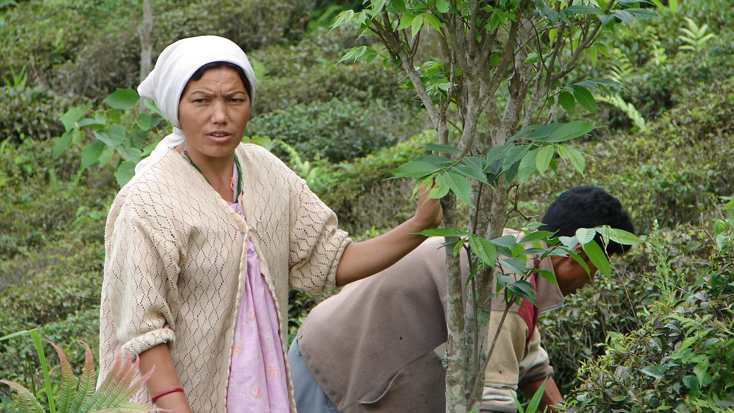 Productrice thÃ© Darjeeling coopÃ©rative PÃ´tÃ´ng Tea Garden